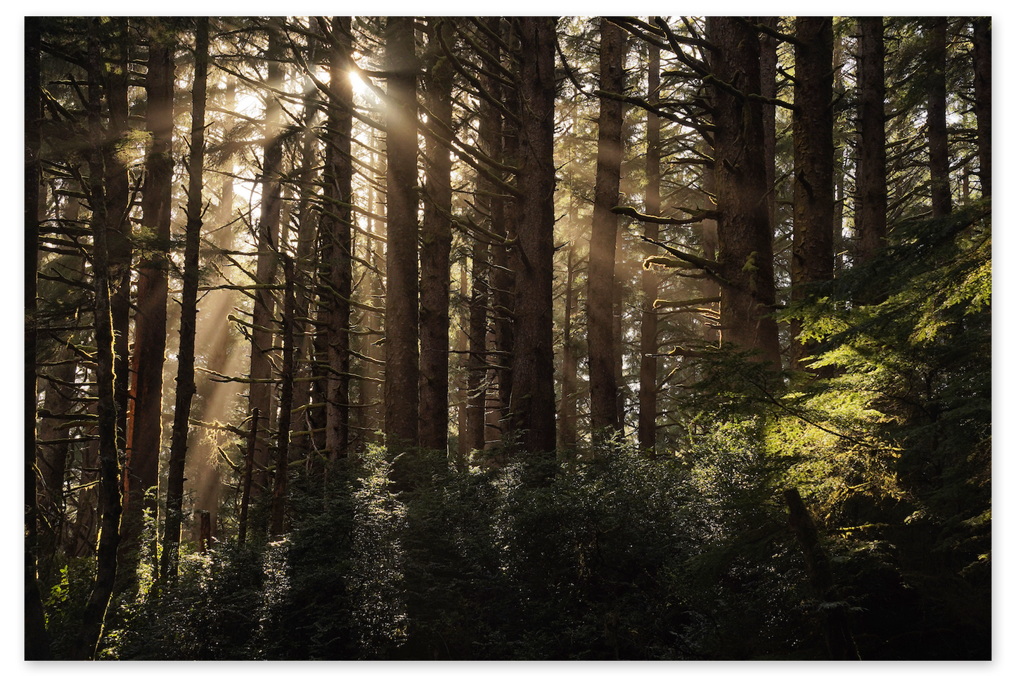 Forest Luster