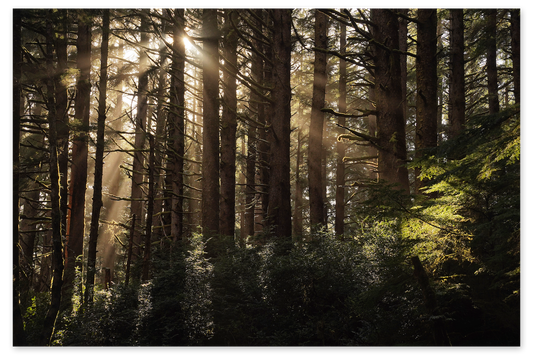 Forest Luster